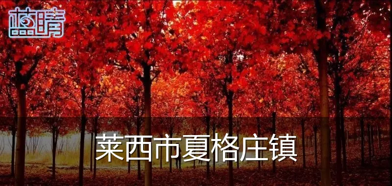 莱西市夏格庄镇